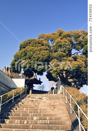 Yokohama · Honka-ji Yokohama · Honka-ji 75459950