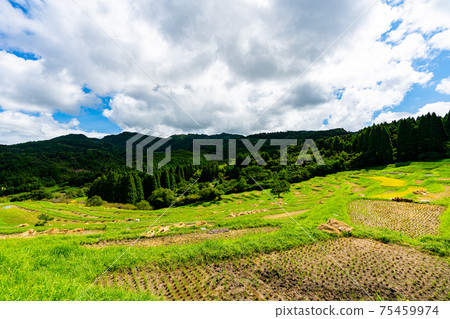 千代田山鴨川大山千代田山森林千葉鴨川山森林自然雲田稻田早晨中午燦爛的夏天春天 75459974