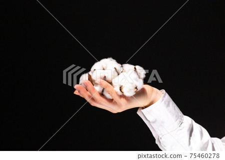 棉花手拿著一個棉花球可持續 棉花手拿著一個棉花球可持續 75460278