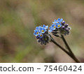 Bouquet 75460424