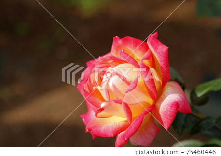 荒尾市少女公民花壇玫瑰花, 荒尾市少女公民花壇玫瑰花, 75460446