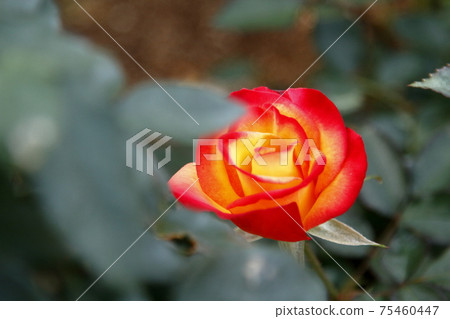 荒尾市少女公民花壇玫瑰花, 荒尾市少女公民花壇玫瑰花, 75460447