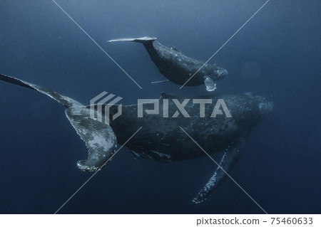 Parent and child of humpback whale 75460633