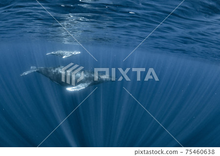 Parent and child of humpback whale Parent and child of humpback whale 75460638