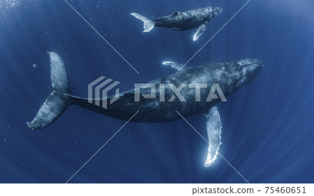 Parent and child of humpback whale 75460651