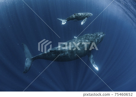 Parent and child of humpback whale 75460652
