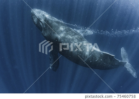 Exhaling humpback whale 75460758