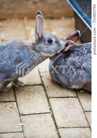 Rabbit running up to find a companion Rabbit running up to find a companion 75460799