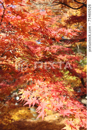 Bright red colored leaves of maple 75460926