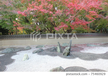 楓葉和枯山水園林假山花園的秋葉 楓葉和枯山水園林假山花園的秋葉 75460929