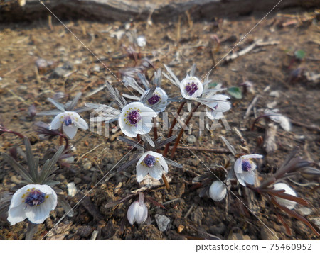 Gunma Insect World Setsubunsou 75460952