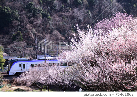 Chuo Line E351 series limited express train that runs through the blooming plum grove Chuo Line E351 series limited express train that runs through the blooming plum grove 75461062