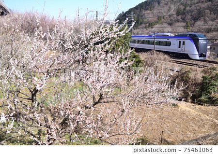 Chuo Line E351 series limited express train heading for Koshu with Shiraume aside 75461063