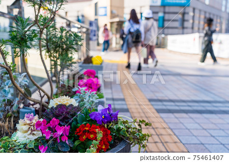 Spring Hachioji Station North Exit Scenery Mulberry Bridge Flowerbed Spring Hachioji Station North Exit Scenery Mulberry Bridge Flowerbed 75461407
