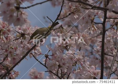 鎌倉市前田公園的白眼吮吸Tamanawa櫻花花蜜 75461411
