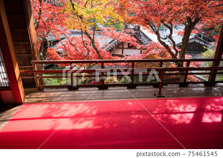 A photograph of the autumn precincts of Yanagidanikannon, Nagaokakyo City, Kyoto Prefecture A photograph of the autumn precincts of Yanagidanikannon, Nagaokakyo City, Kyoto Prefecture 75461545
