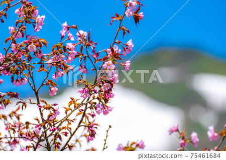 Wild cherry blossoms blooming in early summer at Tsugaike Natural Garden [Nagano Prefecture] 75461684