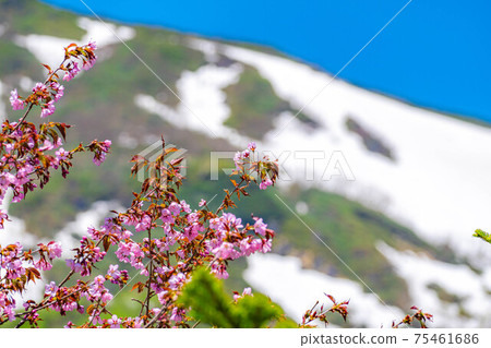 Tsugaike Natural Garden [長野縣]初夏盛開的野櫻桃花 75461686