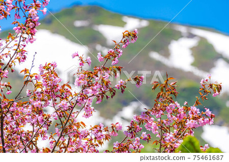 Wild cherry blossoms blooming in early summer at Tsugaike Natural Garden [Nagano Prefecture] 75461687
