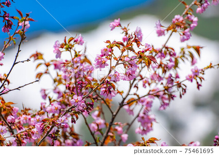 Wild cherry blossoms blooming in early summer at Tsugaike Natural Garden [Nagano Prefecture] 75461695