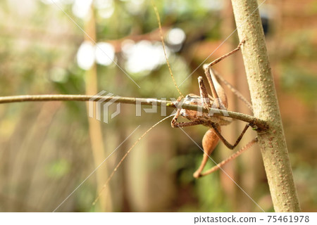 brown grasshopper hanging on tree in garden 75461978