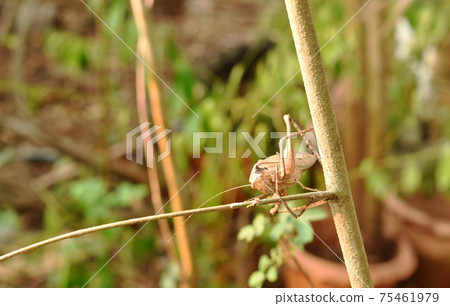 brown grasshopper hanging on tree in garden 75461979