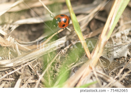 Nana Hoshi Ladybugs Jingzhe Park in Fueda, Kamakura 75462065