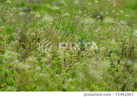 粉條2後的粘鼠耳朵牧羊人錢包 粉條2後的粘鼠耳朵牧羊人錢包 75462067
