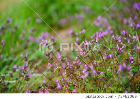 Henbit deadnettle after the rain 1 Henbit deadnettle after the rain 1 75462069