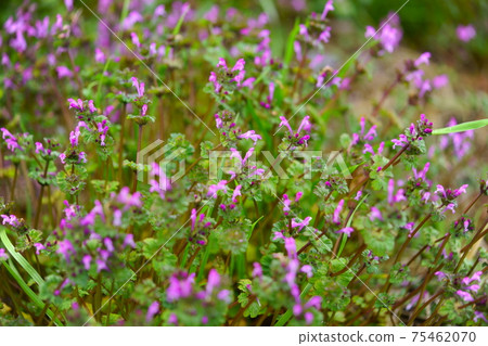 雨後的亨比特死蕁麻2 雨後的亨比特死蕁麻2 75462070