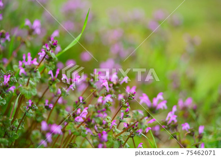 雨後的亨比特人的蕁麻3 雨後的亨比特人的蕁麻3 75462071