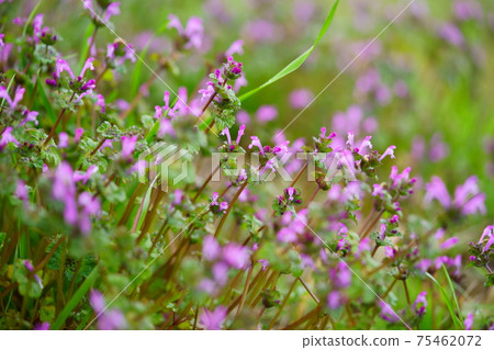 雨後的亨比特死蕁麻4 雨後的亨比特死蕁麻4 75462072