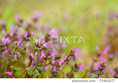 Henbit deadnettle after the rain 9 Henbit deadnettle after the rain 9 75462077