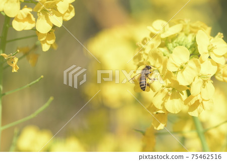 蜜蜂吮吸強姦花蜜大船花中心 75462516