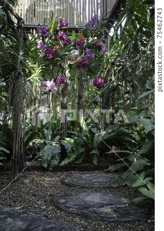 Colorful orchid farm cafe and agricultural industry Colorful orchid farm cafe and agricultural industry 75462743