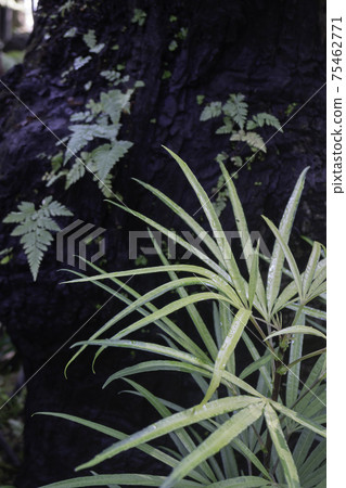 Ornamental plant in the garden 75462771