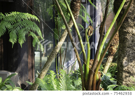 Ornamental plant in the garden Ornamental plant in the garden 75462938