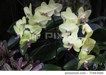 Ornamental plant in the garden Ornamental plant in the garden 75463006