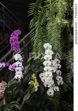 Ornamental plant in the garden 75463011