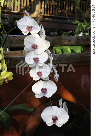 Ornamental plant in the garden 75463014