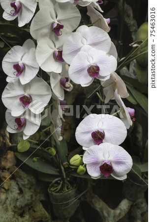 Ornamental plant in the garden Ornamental plant in the garden 75463016