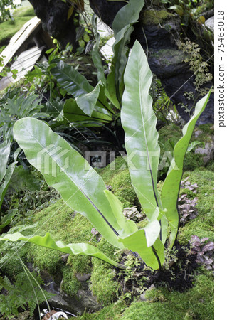 Ornamental plant in the garden Ornamental plant in the garden 75463018