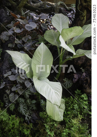 Ornamental plant in the garden Ornamental plant in the garden 75463023