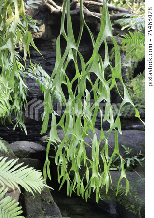 Ornamental plant in the garden Ornamental plant in the garden 75463028