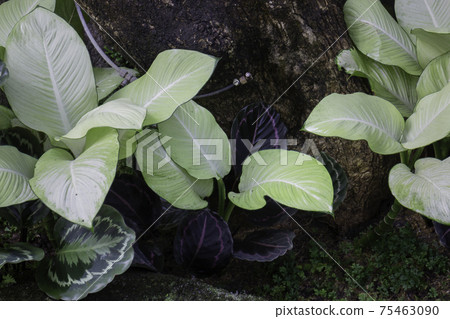 Ornamental plant in the garden Ornamental plant in the garden 75463090