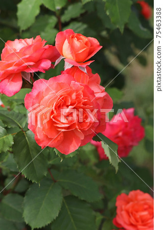 Rose red is a beautiful rose Rose red is a beautiful rose 75463388