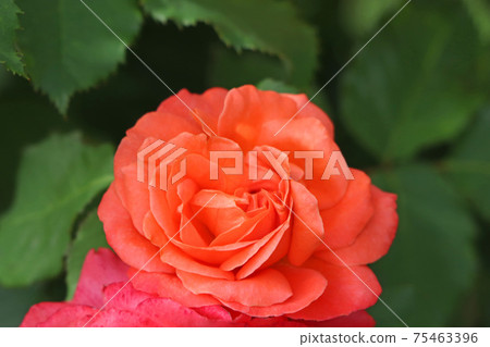 Rose red is a beautiful rose Rose red is a beautiful rose 75463396
