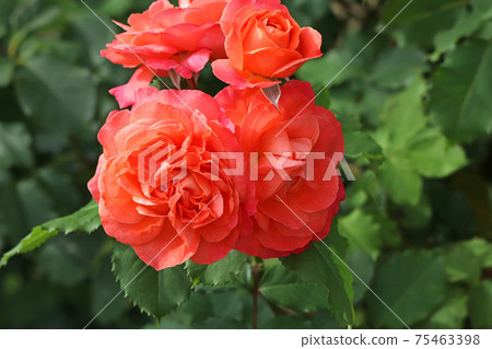 玫瑰紅是一朵美麗的玫瑰 75463398