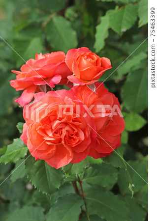 Rose red is a beautiful rose 75463399