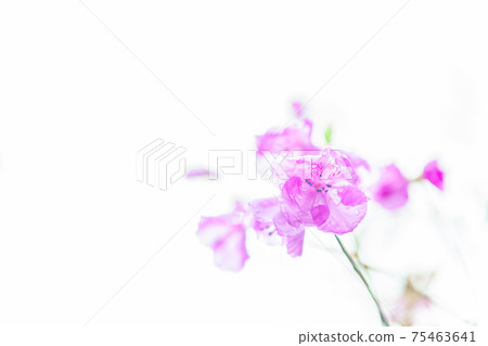 Akebono杜鵑花 75463641